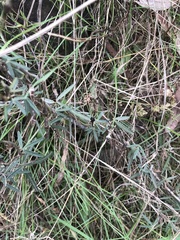 Glycine clandestina