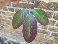 Acer henryi