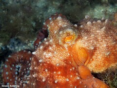 Callistoctopus macropus