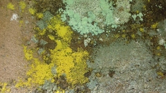 Chrysothrix chlorina