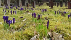 Crocus