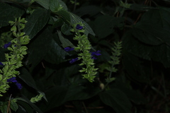 Salvia mexicana