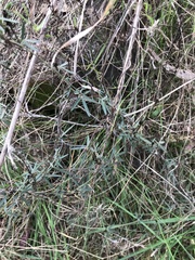 Glycine clandestina