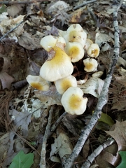 Hygrophorus chrysodon