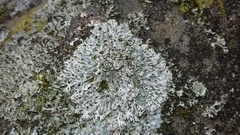 Physcia dubia