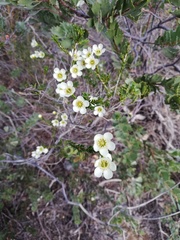 Chamelaucium ciliatum