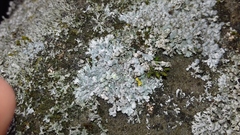 Physcia caesia
