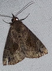 Hypena manalis