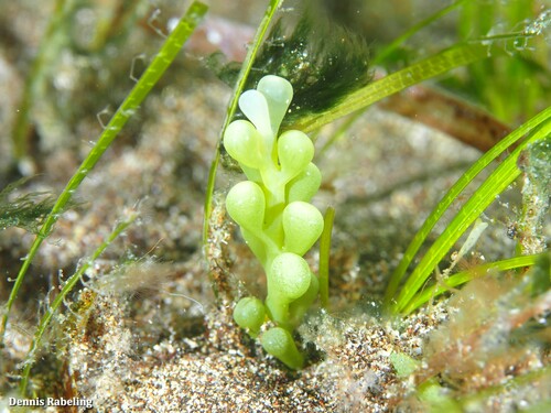 Caulerpa cylindracea