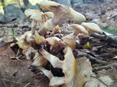 Hygrophorus chrysodon