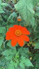 Tithonia rotundifolia