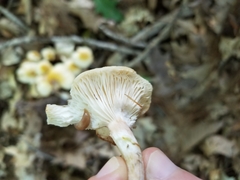 Hygrophorus chrysodon