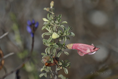 Prostanthera grylloana