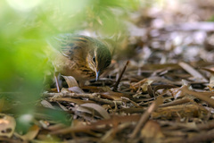 Helopsaltes certhiola