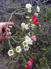 Chamelaucium ciliatum