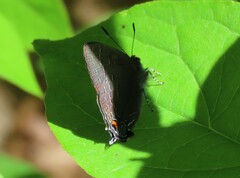 Satyrium calanus