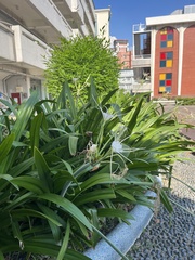 Hymenocallis speciosa