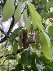 Tessaratoma papillosa