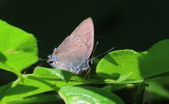 Satyrium calanus