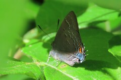 Satyrium calanus