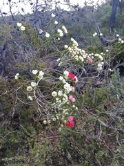 Chamelaucium ciliatum