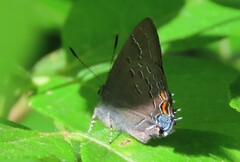 Satyrium calanus