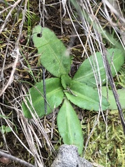 Solenogyne dominii