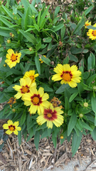 Coreopsis basalis