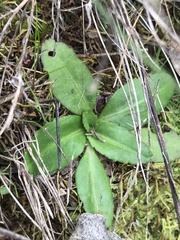 Solenogyne dominii