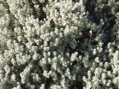 Santolina chamaecyparissus