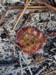 Drosera zonaria