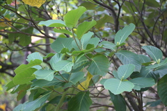 Neonauclea reticulata