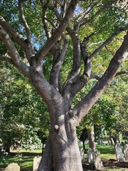Acer henryi
