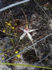 Caladenia longicauda