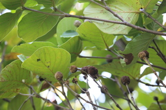 Neonauclea reticulata