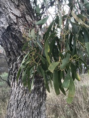 Muellerina eucalyptoides