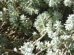 Santolina chamaecyparissus