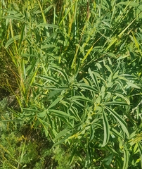 Thermopsis lanceolata