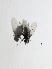 Muscoidea