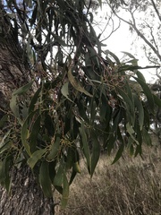 Muellerina eucalyptoides