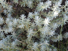 Santolina chamaecyparissus