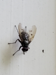 Muscoidea
