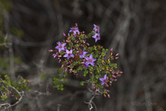 Calytrix leschenaultii