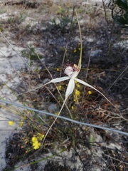 Caladenia longicauda