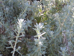 Santolina chamaecyparissus