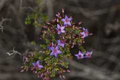 Calytrix leschenaultii