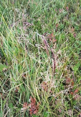 Poa attenuata
