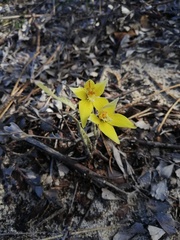 Caladenia flava flava
