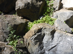 Fallopia convolvulus