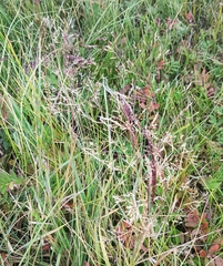 Poa attenuata